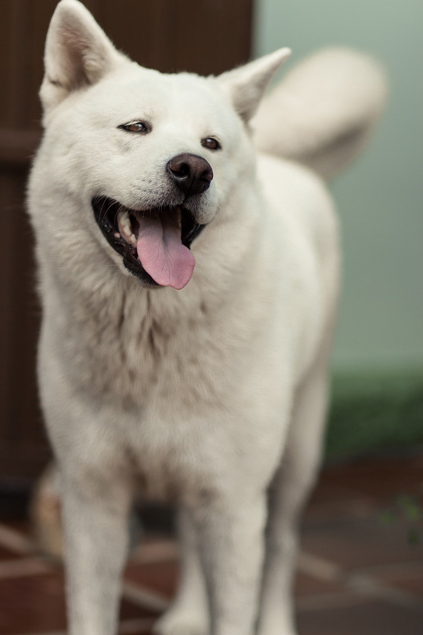 Krásná bílá akita.